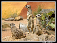 Meerkats 3 001