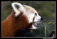 Red Panda 2