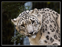Snow Leopard 18
