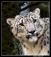 Snow Leopard 19