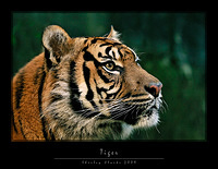 Tiger 02