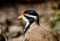 banded lapwing10777