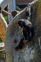 chimpanzee 10803