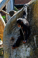 chimpanzee 10804