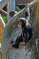 chimpanzee 10806
