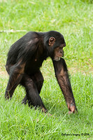 chimpanzee 12396
