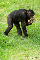 chimpanzee 12397