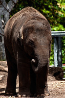 elephant 10865