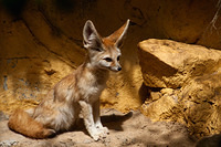 fennec fox 10817