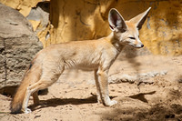 fennec fox 10818