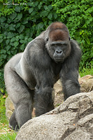 gorilla 12290