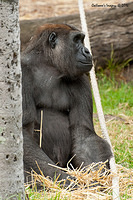 gorilla 12302