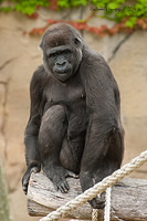 gorilla 12312