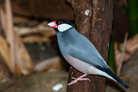 java sparrow 10846