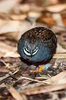 king quail 10833