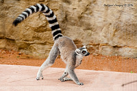 lemur 12173