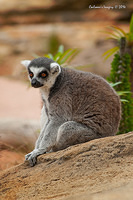 lemur 12178