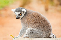 lemur 12200