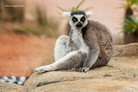 lemur 12216