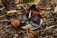 mandrain duck 10861