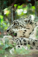 snow leopard10812