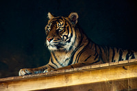tiger 10822