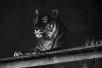 tiger 10822blue filter